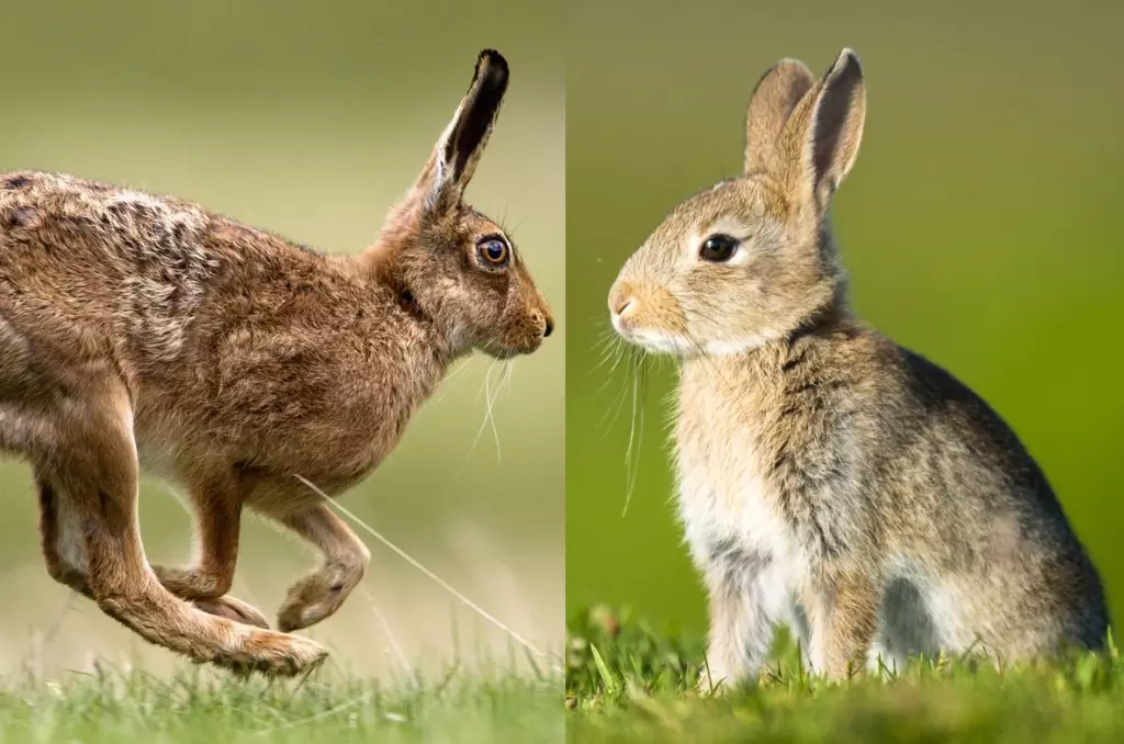 hare vs rabbit hare vs rabbit