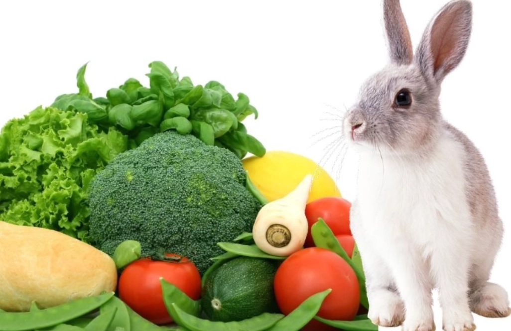 when can baby rabbits eat vegetables when can baby rabbits eat vegetables