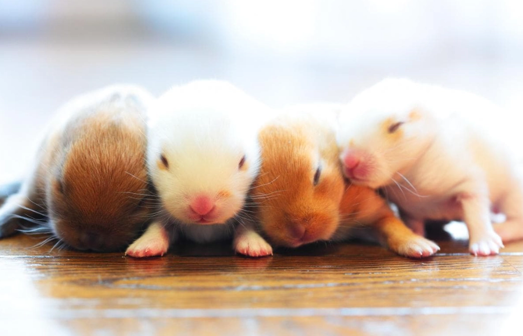 kitten milk replacer for rabbits