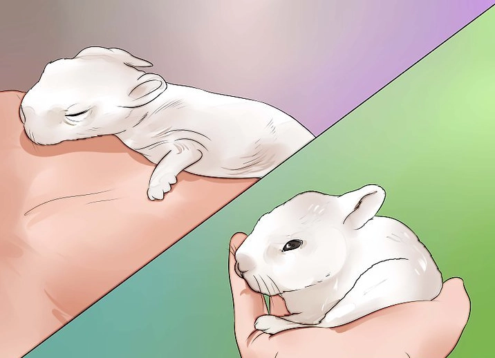 feeding 8 week old bunnies