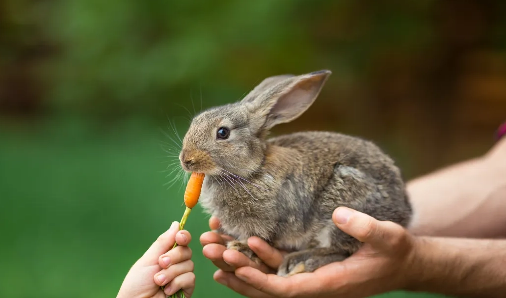 newborn rabbit feeding newborn rabbit feeding
