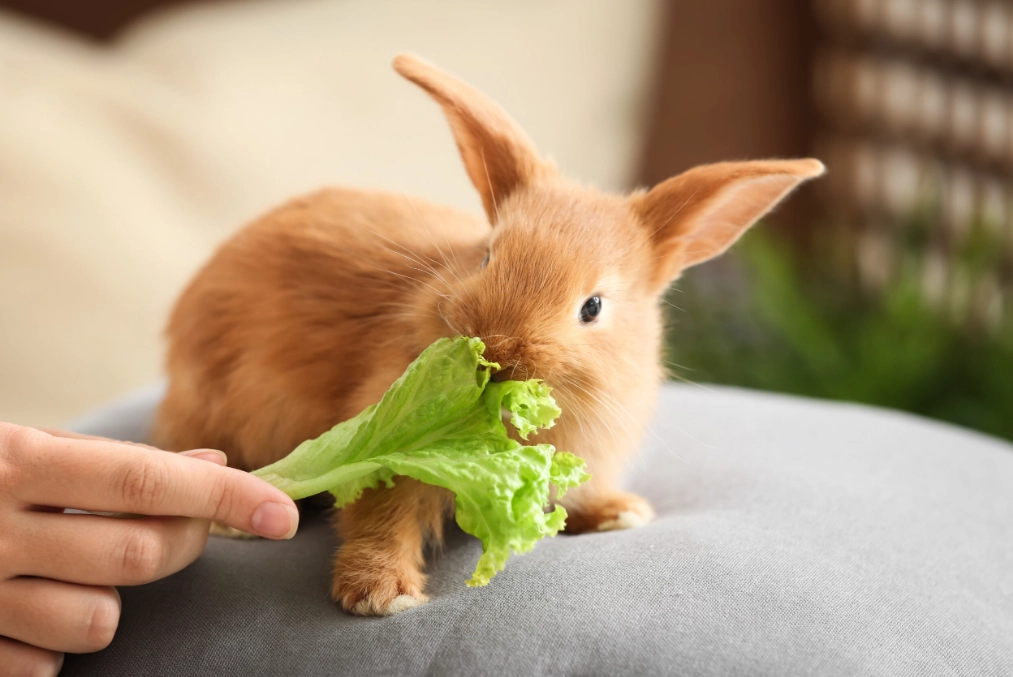when can baby rabbits eat vegetables when can baby rabbits eat vegetables