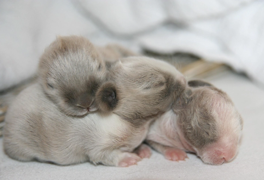 feeding orphaned rabbits