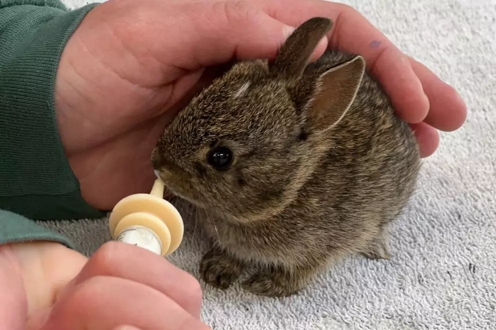 feeding baby rabbits 4 weeks