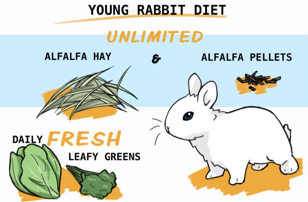 orphaned rabbit care