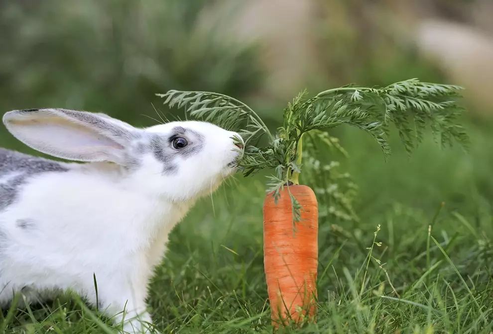 feeding baby rabbits vegetables feeding baby rabbits vegetables