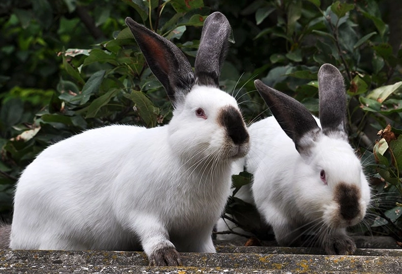 domestic rabbit breeds