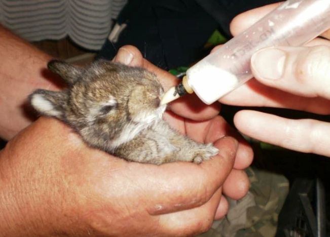 bunny milk replacer