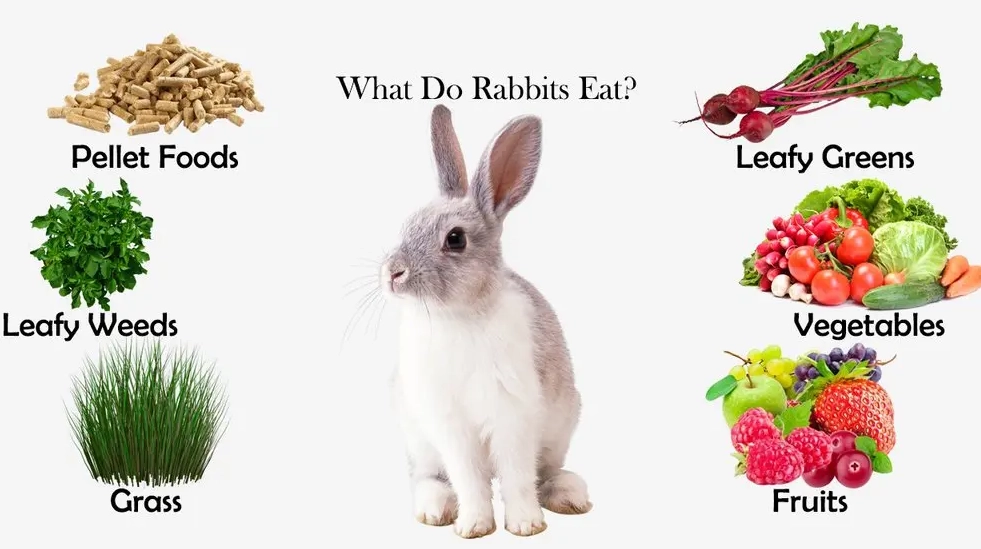 What to feed baby rabbits 2 weeks old