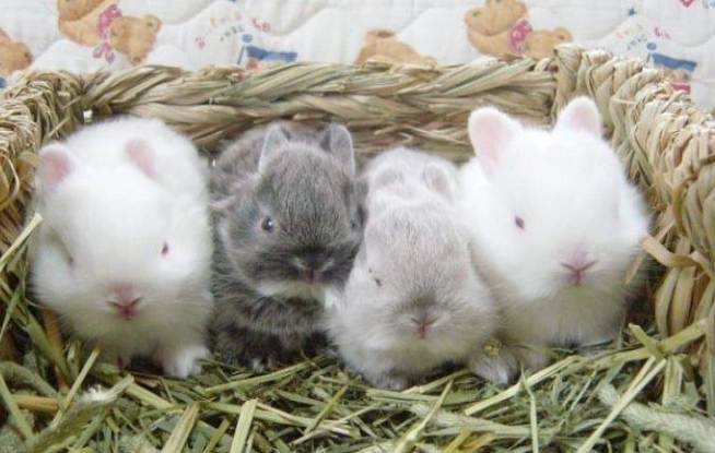 what to feed baby rabbits