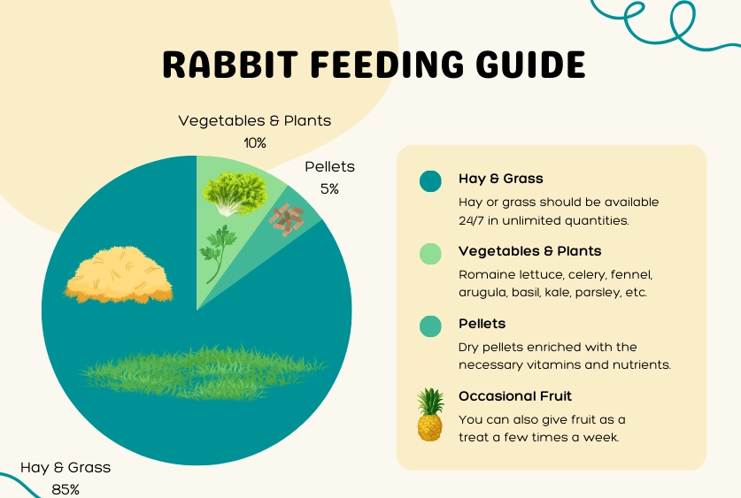 orphaned baby rabbit feeding
