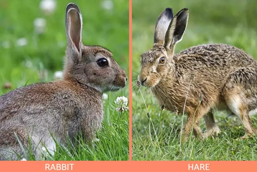 rabbit and hare comparison
