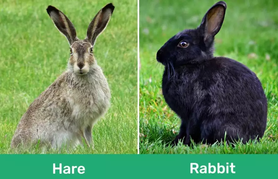 hare vs rabbit hare vs rabbit