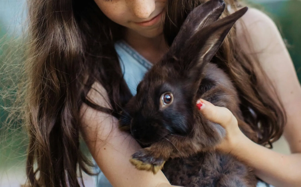 newborn rabbit feeding newborn rabbit feeding