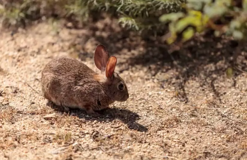 What kind of rabbits are in California?