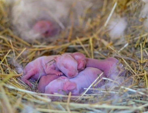 what to feed baby rabbits