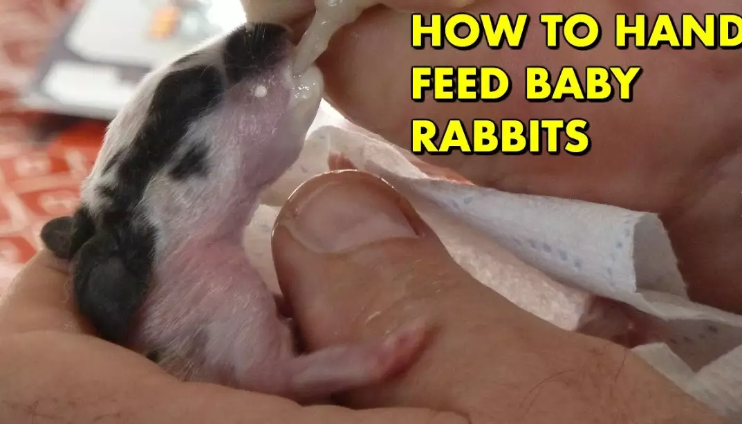 What to feed a rabbit that just gave birth?