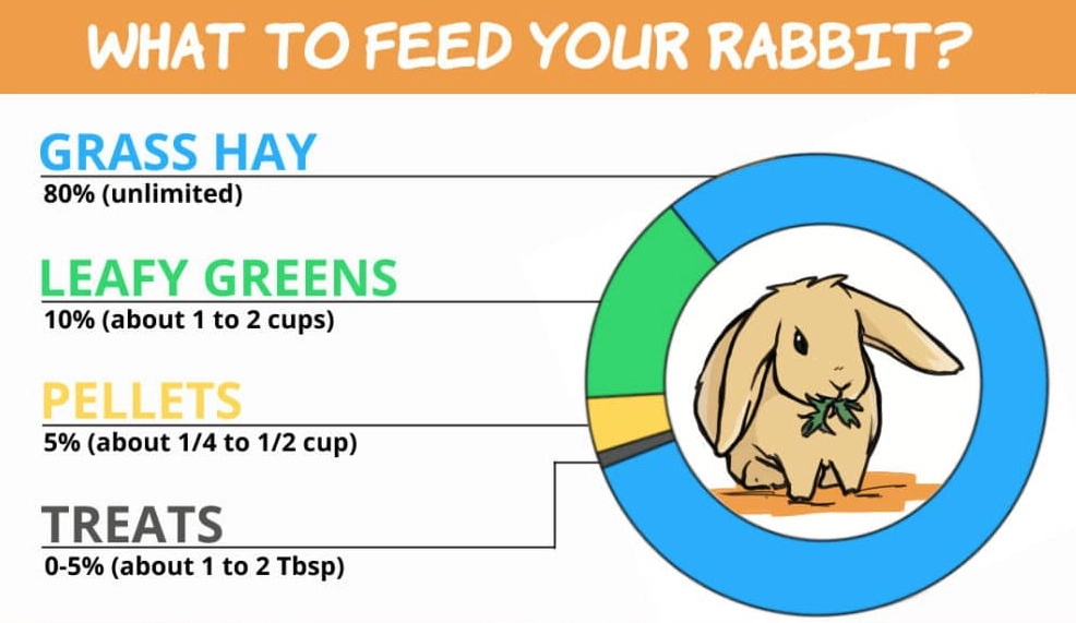 caring for 3 week old rabbits