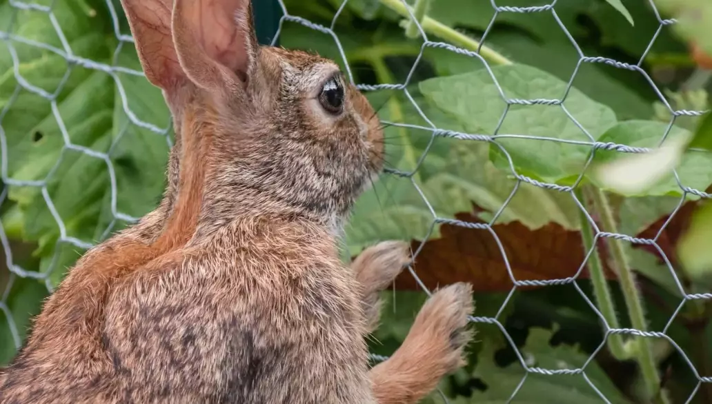 How to keep rabbits out of garden without a fence