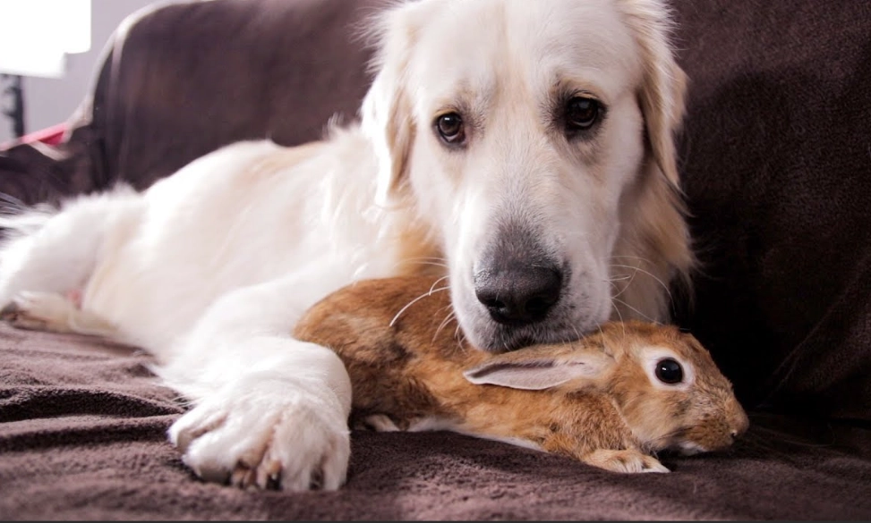rabbit and dog together
