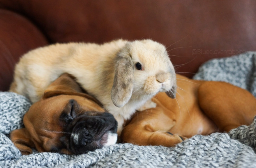 rabbit dog companionship