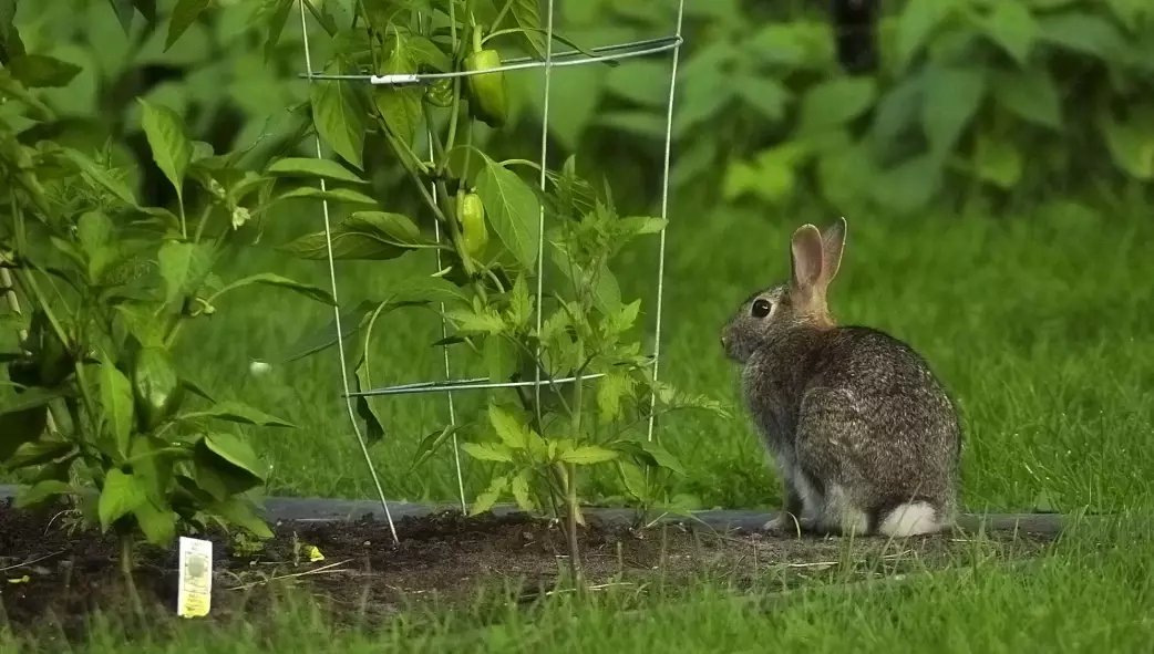 natural rabbit repellent