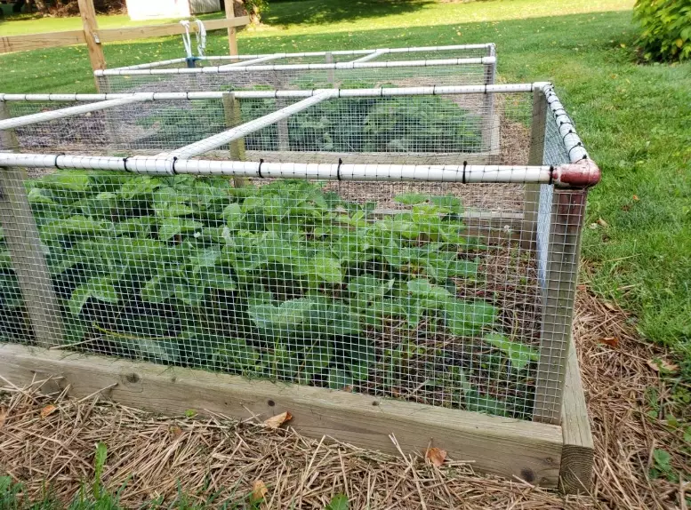 keep rabbits out of garden