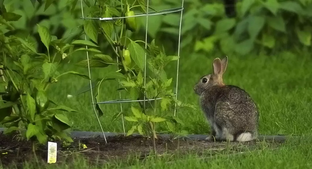 How to keep rabbits out of garden at night