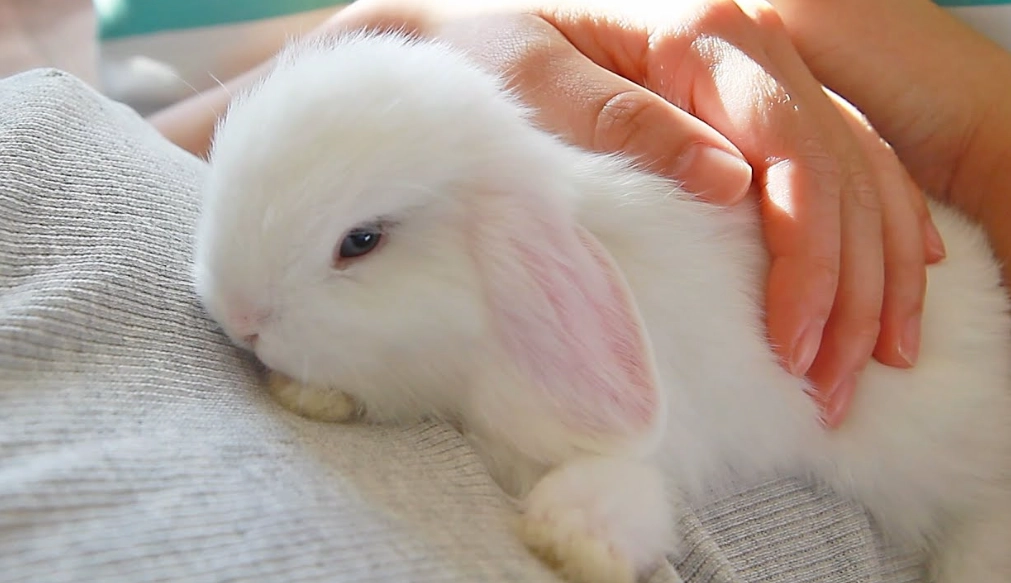 do rabbits like to be cuddled