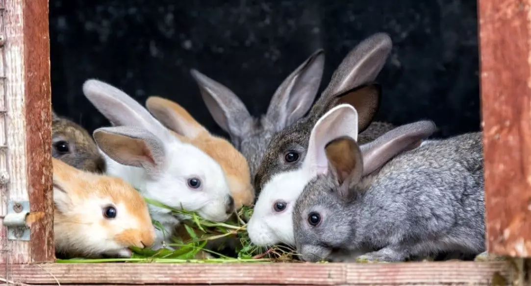 are rabbits good pets are rabbits good pets