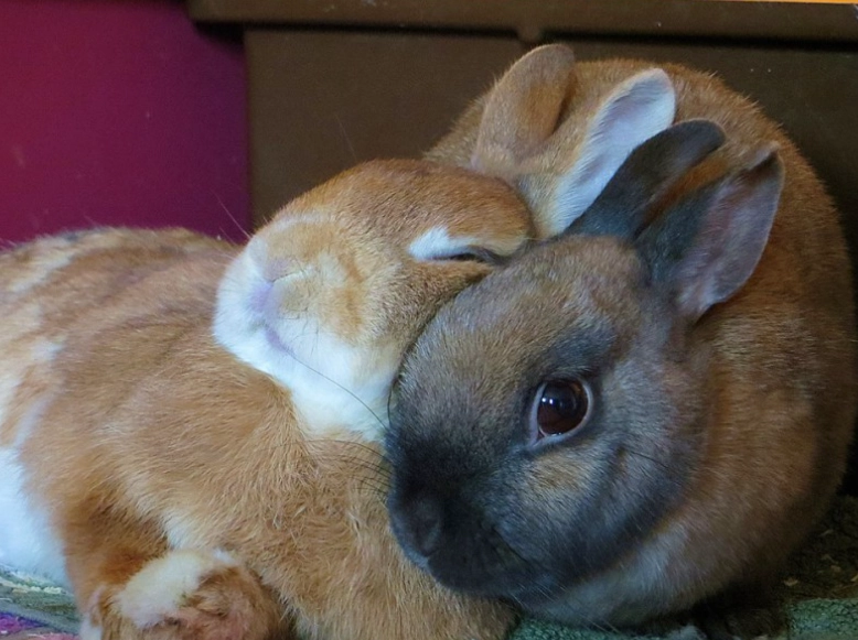 leaving rabbits alone for a week