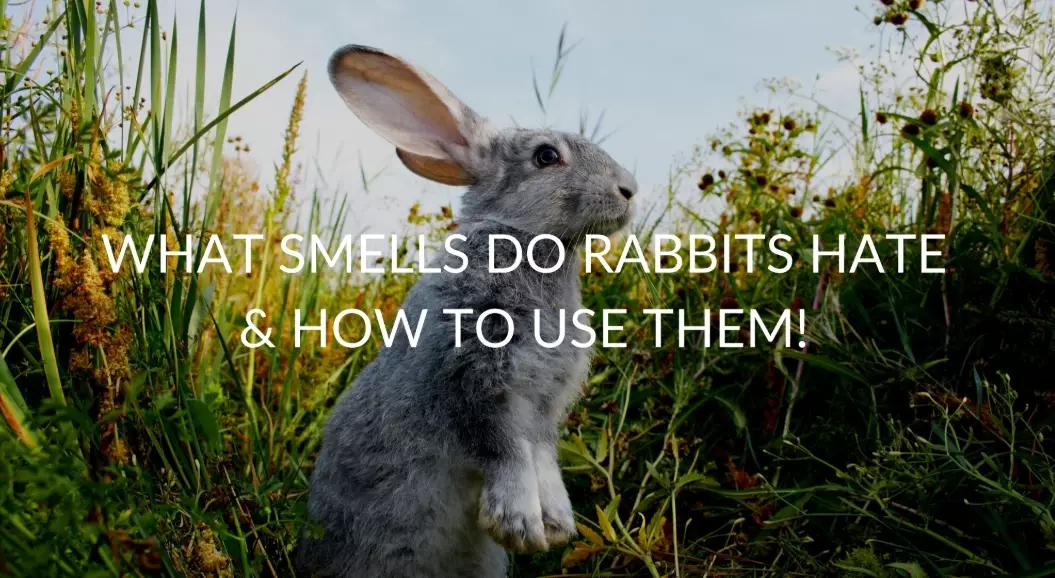 rabbit repellent scents