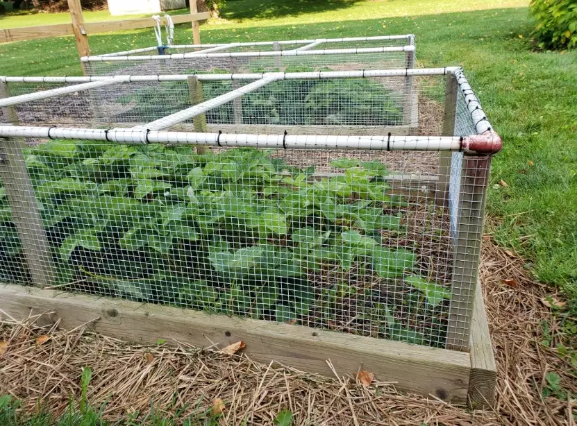 how to stop rabbits from eating plants