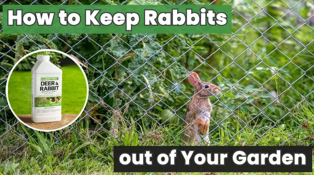 rabbit repellent
