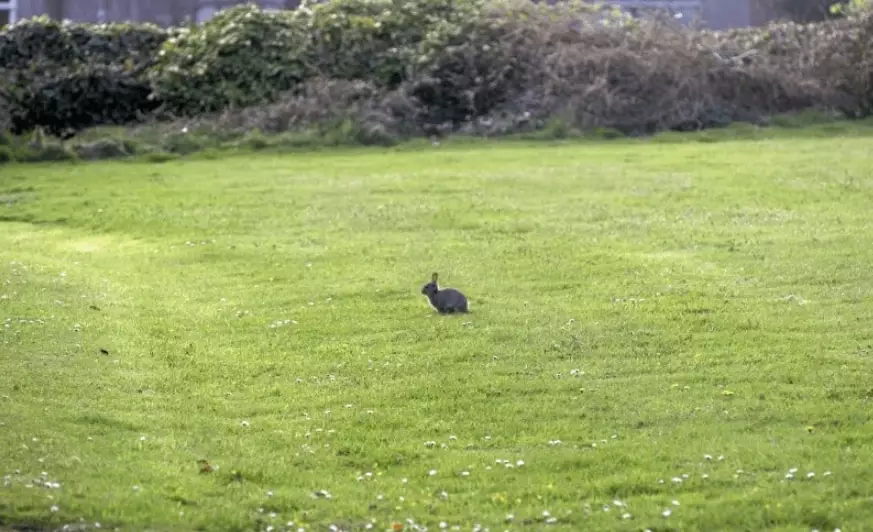 rabbit care while on vacation