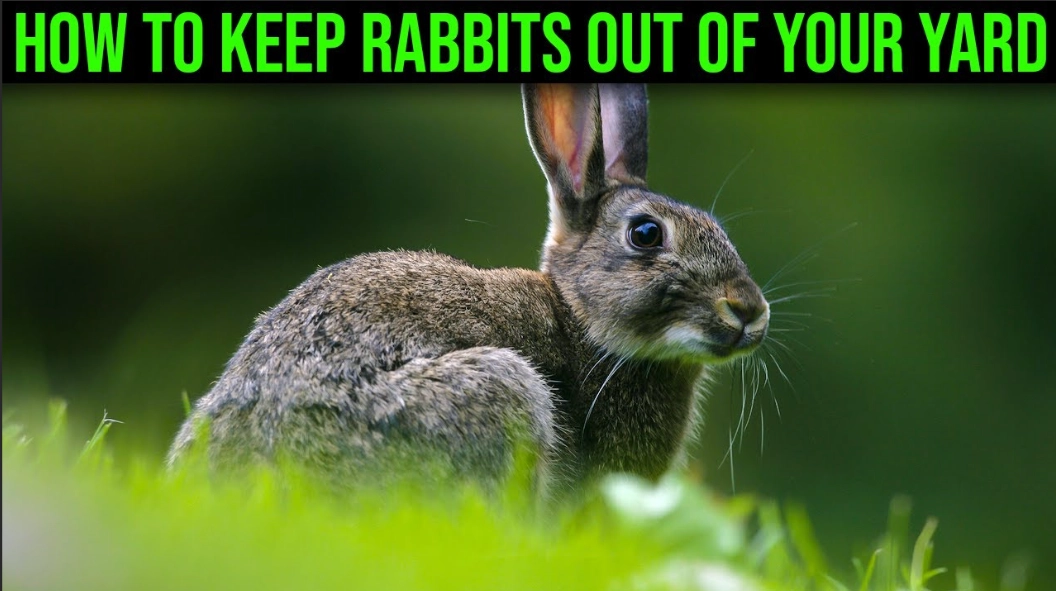 How to keep rabbits out of garden naturally