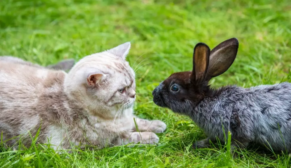 rabbit and cat together