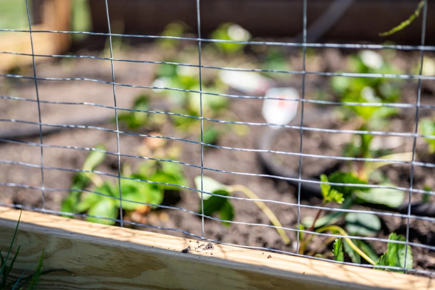 rabbit proof garden on a budget