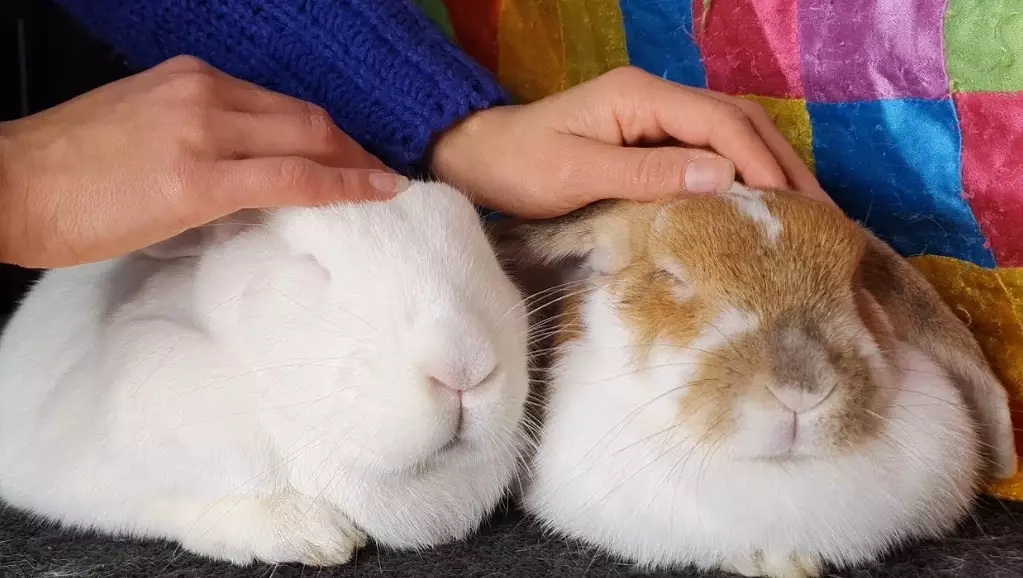 do rabbits like to be cuddled do rabbits like to be cuddled