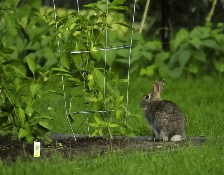 inexpensive rabbit repellent