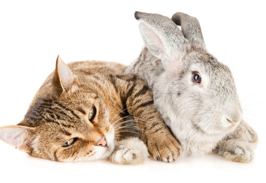 rabbit and cat together