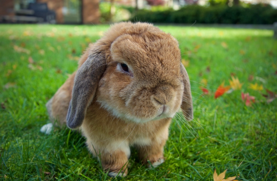 are rabbits good pets are rabbits good pets