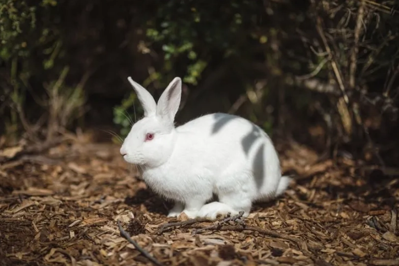 rabbit boarding services