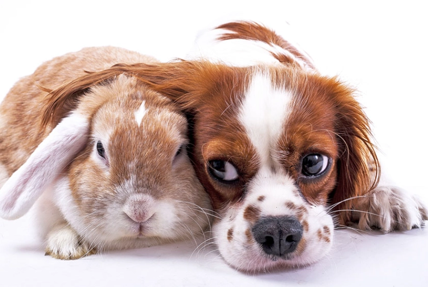 rabbit and dog together