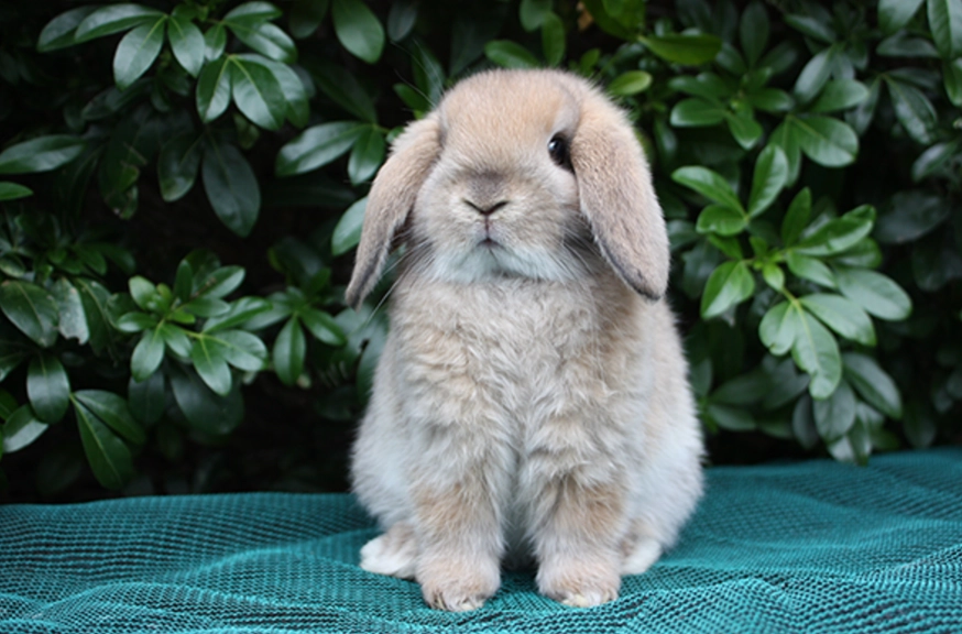 rabbits as pets rabbits as pets