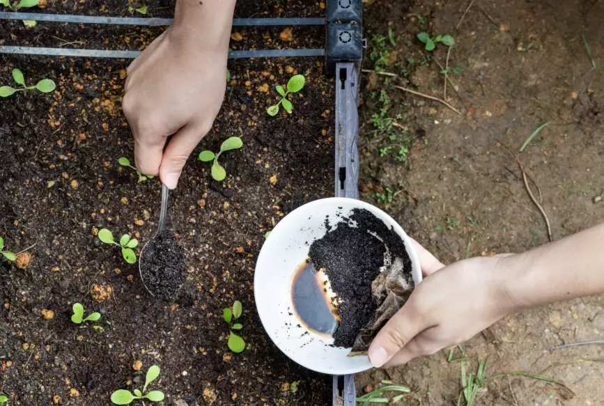 are rabbits afraid of coffee