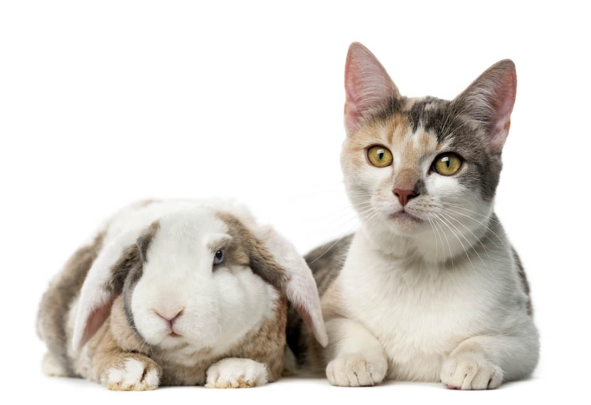 can rabbits and cats live together