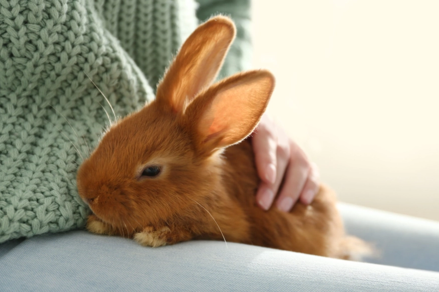 rabbit care guide rabbit care guide