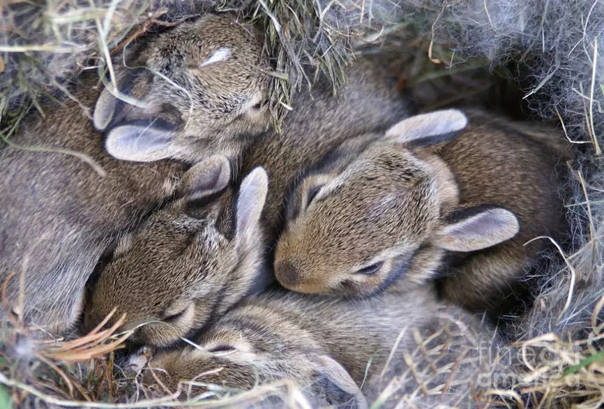 how to cuddle a rabbit