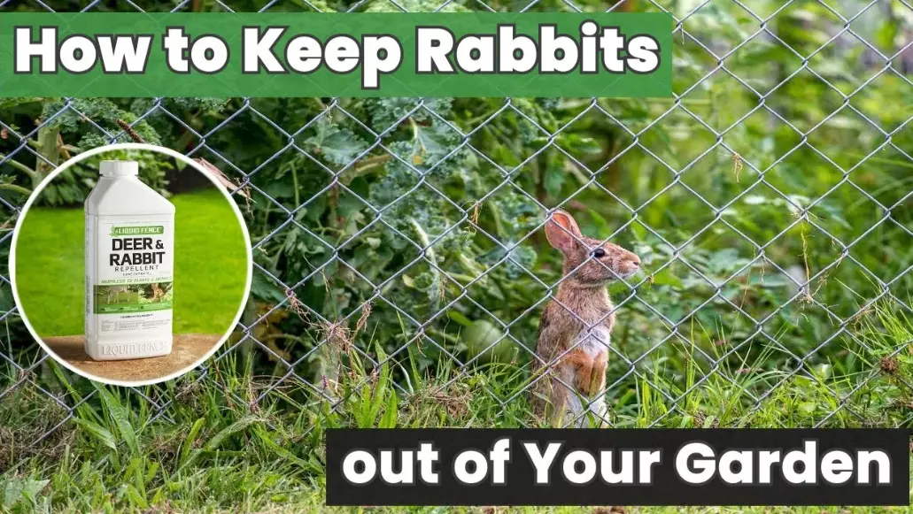 rabbit proof garden on a budget